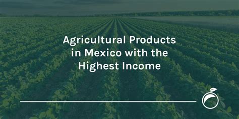 Agricultural Crops in Mexico with the Highest Income | ProducePay