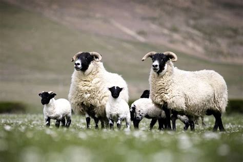 The Blackface Sheep Breeders' Association in 2020 | Sheep breeds, Sheep, Breeders