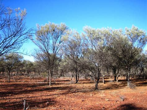 The behavioural ecology and conservation of a mulga-dependent ...