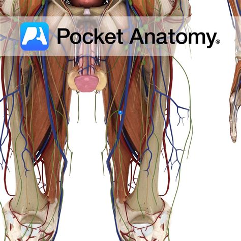 Femoral artery - Pocket Anatomy