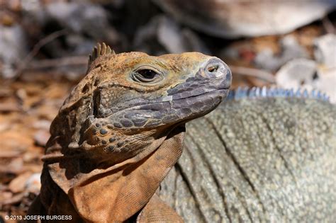 A Tropical Triumph: Saving the Jamaican Iguana - Lost & Found - Positive Conservation Storytelling