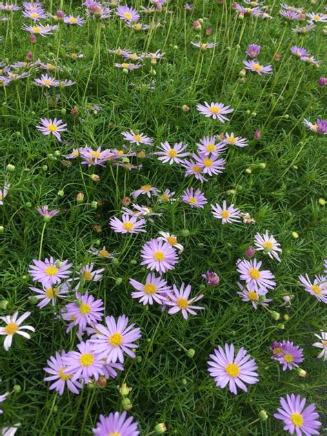 Brachyscome multifida - | Australian native plants, Plant sale, Indoor ...