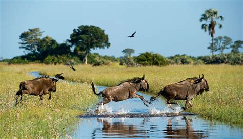 African Animal Facts: Interesting Facts About Wildebeest | African Safaris