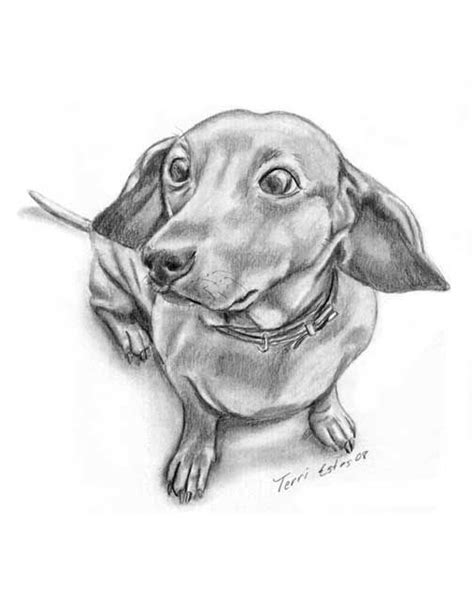 Dachshund drawing, Dachshund art, Dog drawing