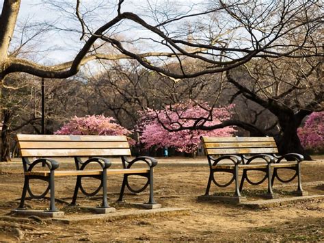 Where To See Cherry Blossom: Tokyo’s 16 Best Sakura Spots – Tokyo Area