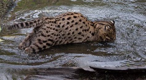 Fishing cat (Prionailurus viverrinus) - Wild Cats Magazine