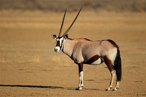 Gemsbok antelope stock image. Image of kalahari, conservation - 36456599