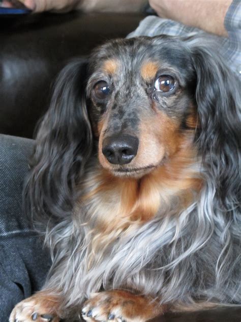 Long Haired Dapple Dachshund | Galhairs