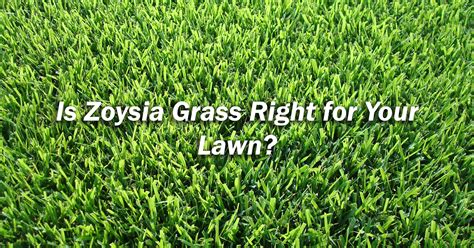 How To Get Zoysia Grass To Grow - Amazon Com Zenith Zoysia Grass Seed 2 Lb 100 Pure Seed Grown ...