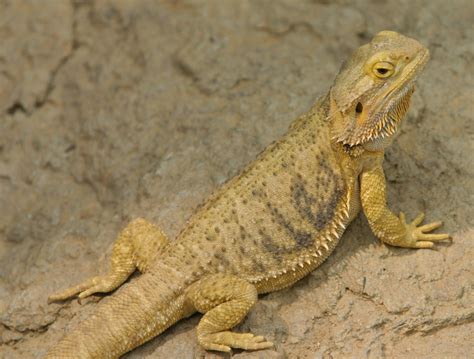 Bearded Dragon Care 101: A Beginner's Guide - PetHelpful