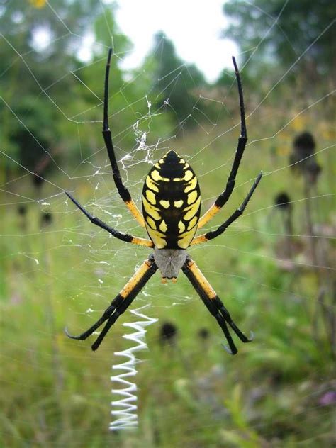 Black and Yellow Garden Spider - A Common Sight in Late August