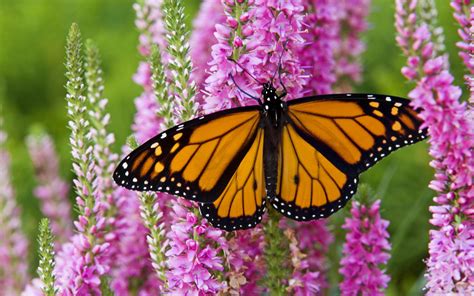 Download Flower Monarch Butterfly Animal Butterfly HD Wallpaper