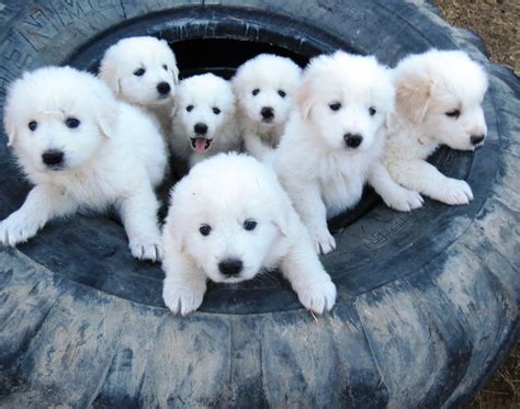 Maremma Sheepdog : History, Temperament, Care, Training, Feeding & Pictures