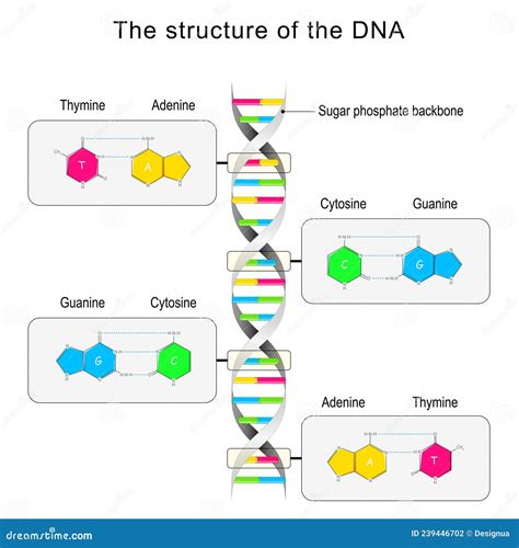 Dna Rna Base Pairing Rules at Jeffrey Hamada blog