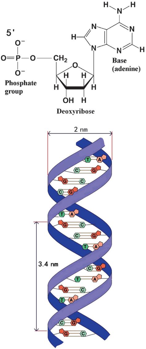 Illustration of the DNA subunits and structure. | Download Scientific Diagram