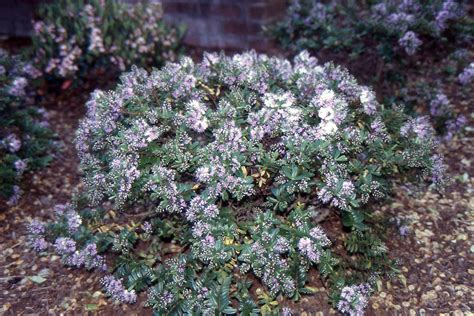 Hebe 'Pattys Purple' | Landscape Plants | Oregon State University