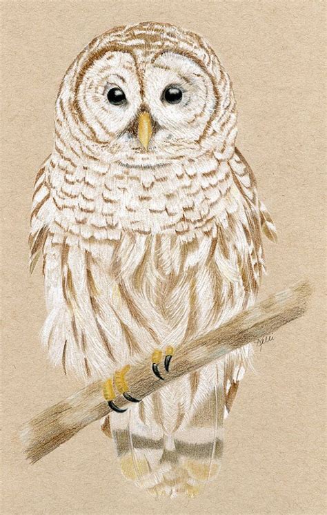 Barred Owl Original Colored Pencil Drawing Illustration | Etsy | Owls ...