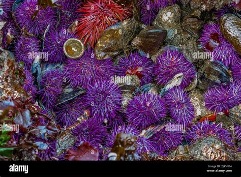 Purple and Red Sea Urchins at Tongue Point in Salt Creek Recreation Area along the Strait of ...