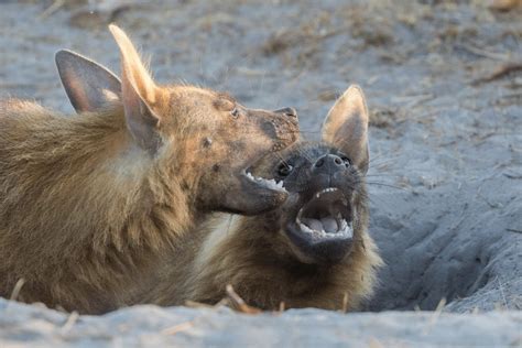 Brown Hyena Facts - CRITTERFACTS