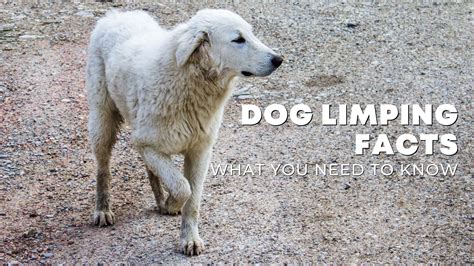 Why Is My Dog Limping? 4 Common Leg & Wrist Are Great Injuries In Dogs