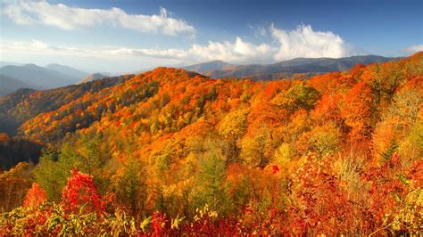 Smoky Mountain Fall Foliage