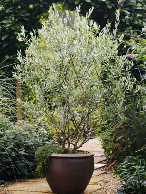 Growing Olive Tree in a Pot | How to Grow an Olive Tree in a Container