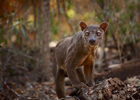 Animals That Live in Madagascar - WorldAtlas