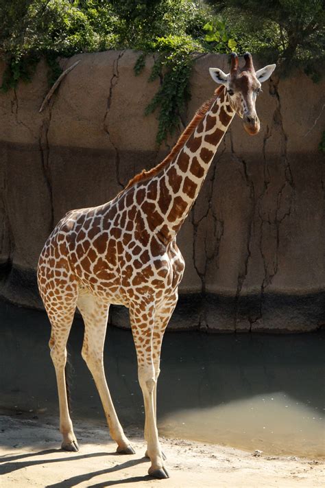 Free photo: Giraffe in zoo - Africa, African, Animal - Free Download - Jooinn