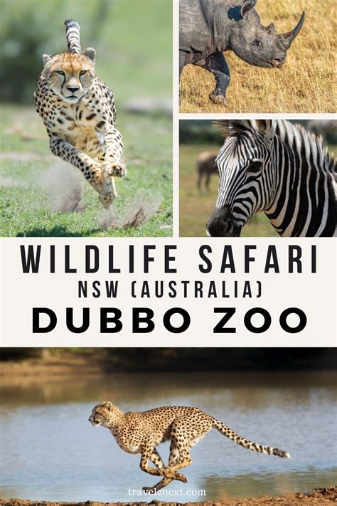 Dubbo Zoo Wildlife Safari | Wildlife safari, Wildlife, Elephants playing