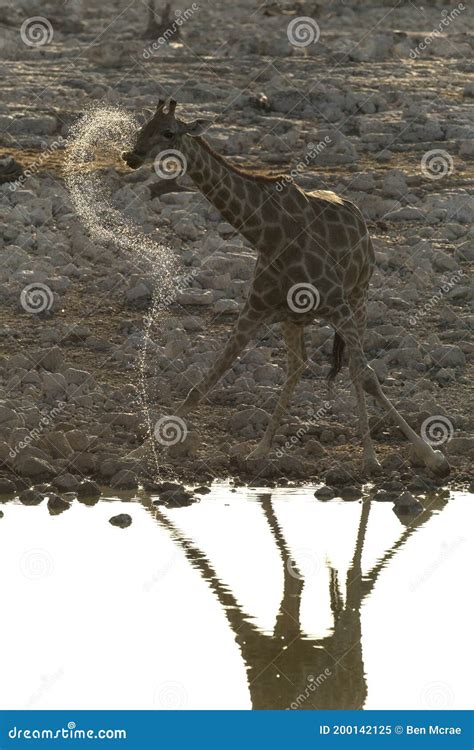 Giraffe drinking water stock image. Image of pale, wild - 200142125