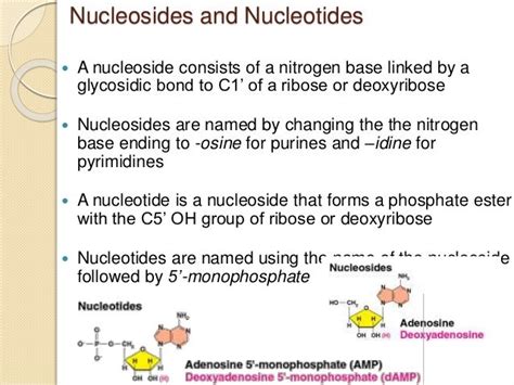 Nucleic acids and protein synthesis