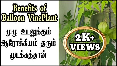 Mudakathan keerai Benefits in Tamil/part-1/முடக்கத்தான் கீரை பயன்கள்/Balloon vine Benefits - YouTube