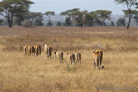 Ndutu Tanzania Lion Pride Hunting Cape Buffalo by...