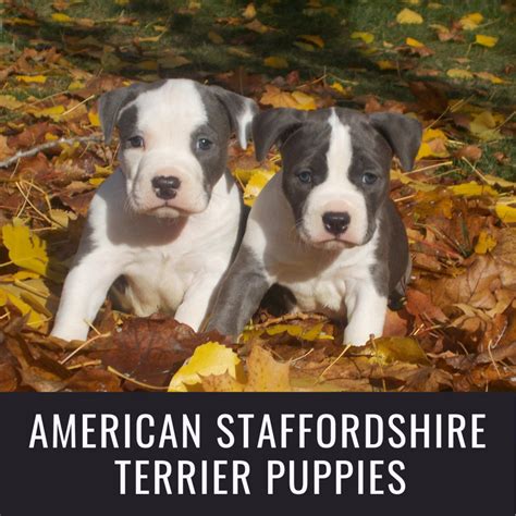 American Staffordshire Pit Bull Terrier Puppies - PetHelpful