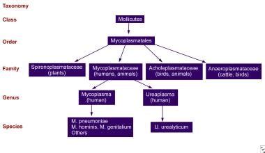 Mycoplasmal Pneumonia: Practice Essentials, Background, Pathophysiology