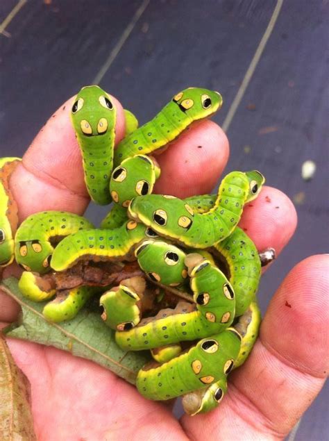 Spicebush swallowtail (Papilio troilus) caterpillars, eastern half of USA and southern Canada ...