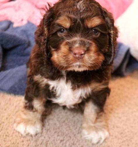 Cocker Spaniel Puppy for Sale - Adoption, Rescue for Sale in Pickford, Michigan Classified ...