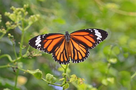 50 Magnificent Monarch Butterfly Facts You Can't Miss - Facts.net