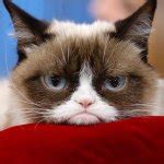 grumpy cat Meme Generator - Imgflip