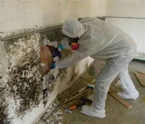 Black mold removal services near me | Free estimates 24/7