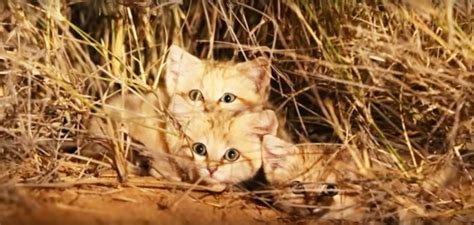 First ever video footage of wild sand cat kittens in Morocco