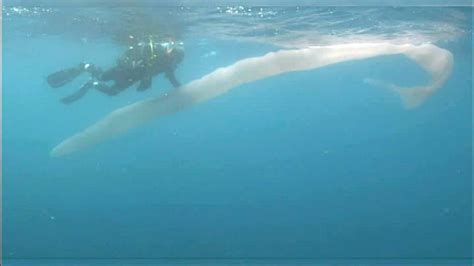 Mysterious 26-foot worm-like sea creature stuns divers