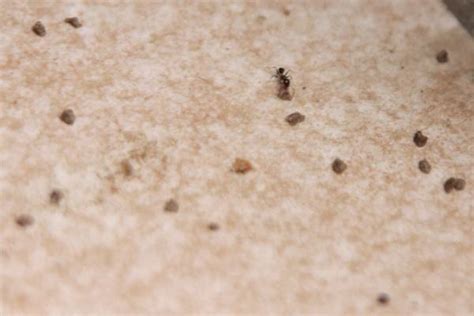 Ant Poison that REALLY gets rid of ants | Make a good house a GREAT home