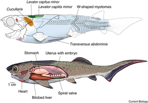 Placoderms: Current Biology