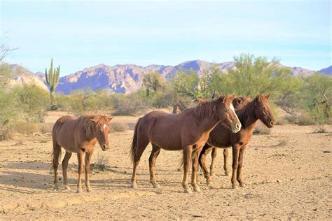 Wild Mustangs Photograph by Dennis Boyd - Fine Art America