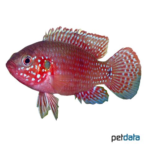 Blood Red Jewel Cichlid (Hemichromis lifalili) - Pet Wiki