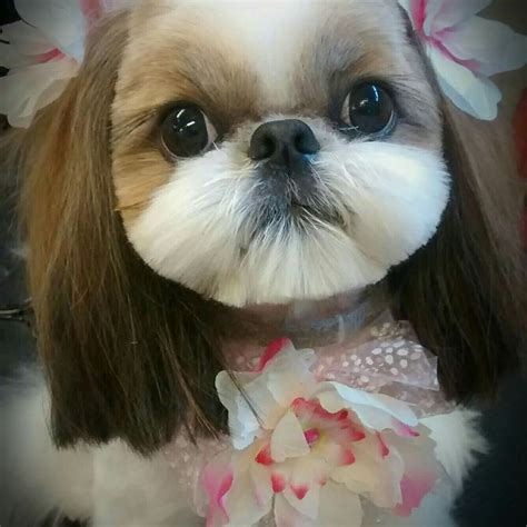 74 best Shih Tzu Grooming Hairstyles images on Pinterest | Doggies ...