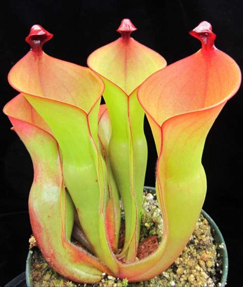 Sun Pitcher Plant (Heliamphora) - Carnivorous Plant Resource