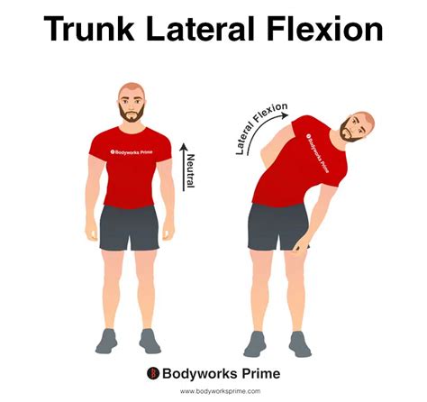 Erector Spinae Muscle Anatomy - Bodyworks Prime