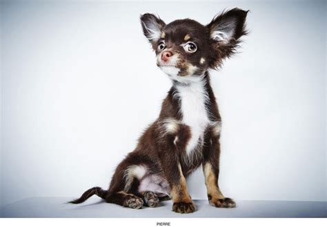 20 Adorable Humane Society Of New York Adoption Portraits